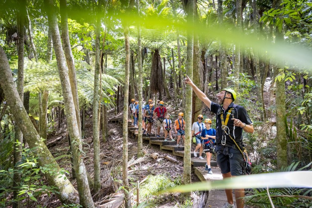 懷希基島空中飛索與森林探險