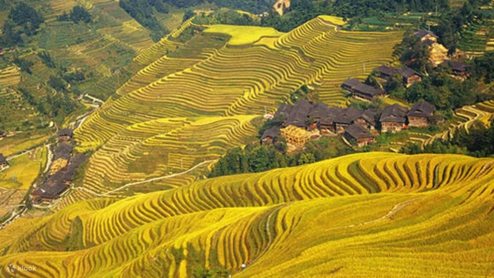 Quế Lâm - Ngắm Ruộng Bậc Thang Vàng Lúa Chín