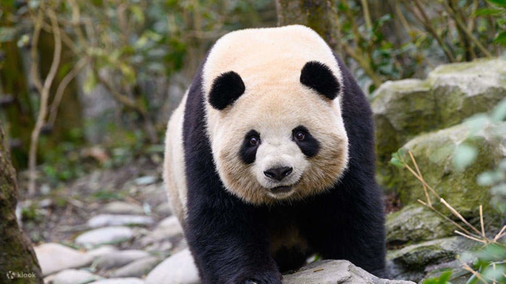 Cơ Sở Nghiên Cứu Nhân Giống Gấu Trúc - Thành Đô