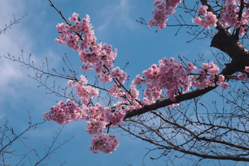 Lễ Hội Hoa Anh Đào