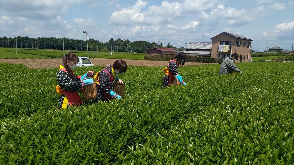 靜岡自由行,靜岡茶