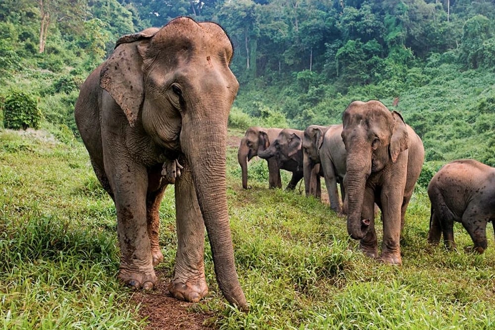  Quan Sát Hành Vi Tự Nhiên Của Voi