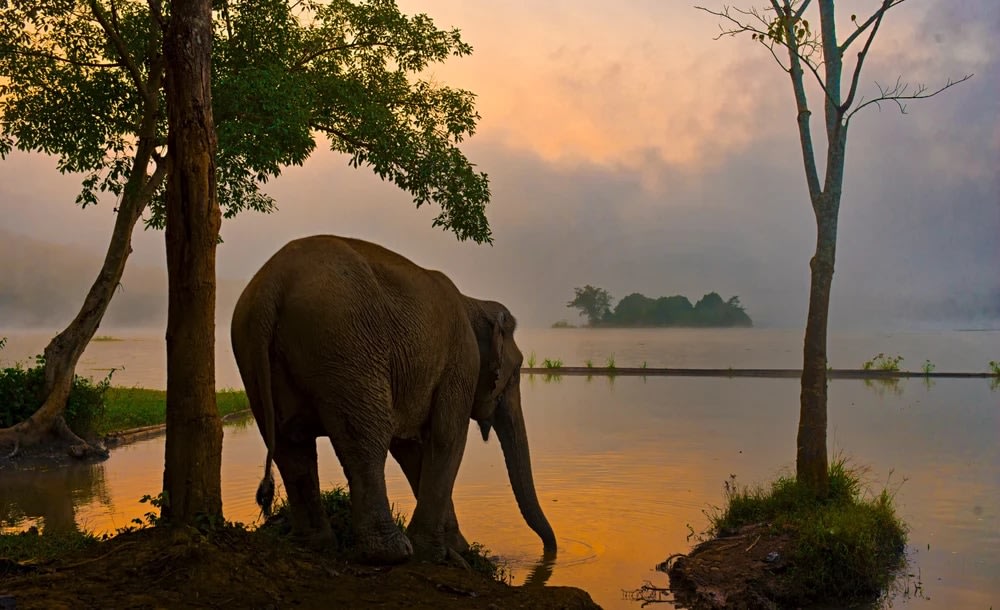 Khu Bảo Tồn Voi Elephant Conservation Center, Luang Prabang - Đơn Vị Bảo Tồn Động Vật Tiên Phong