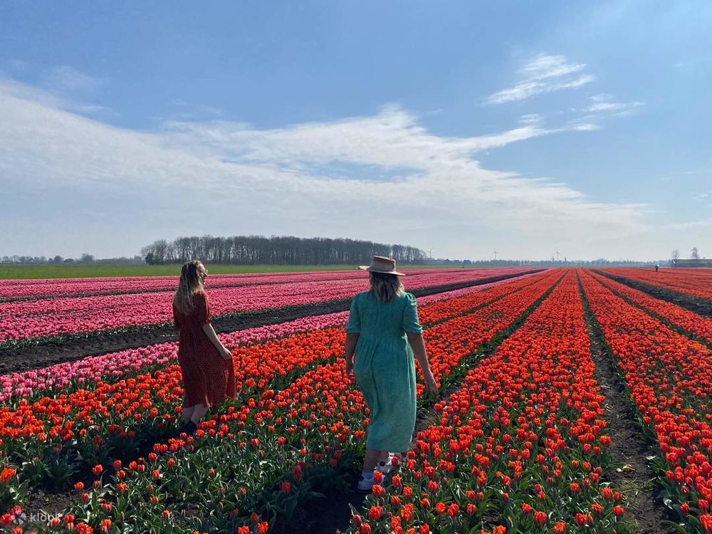 tulip tour in amsterdam