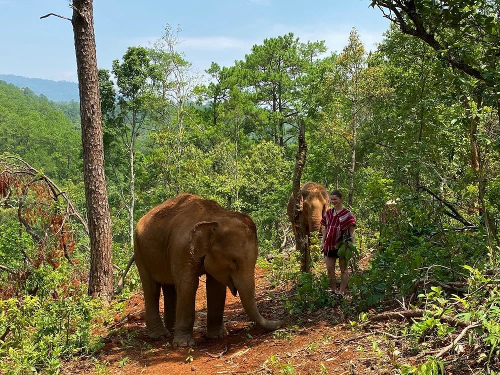 Elephant Dream Project, Chiang Mai - Lựa Chọn Của Cộng Đồng