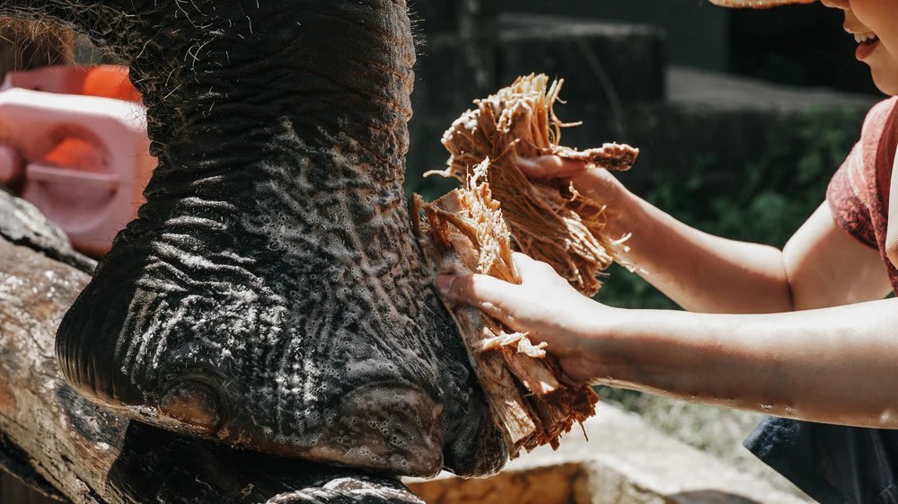 Khu Bảo Tồn Voi Maerim Elephant Home, Chiang Mai - Chăm Sóc Voi Ở Spa Đặc Biệt