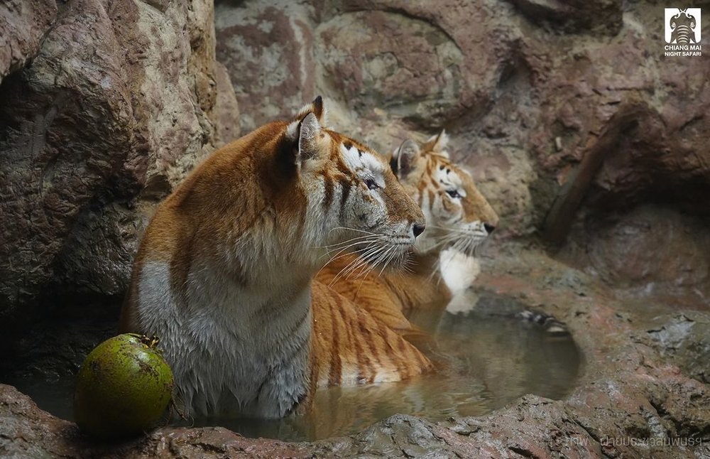 Thailand Tigers Ava and Luna Chiang Mai Night Safari