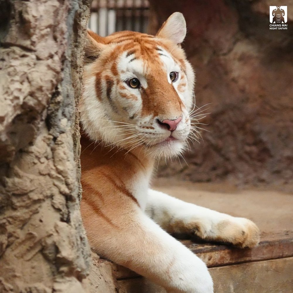 Chiang Mai Night Safari Golden Tiger Siblings Ava and Luna