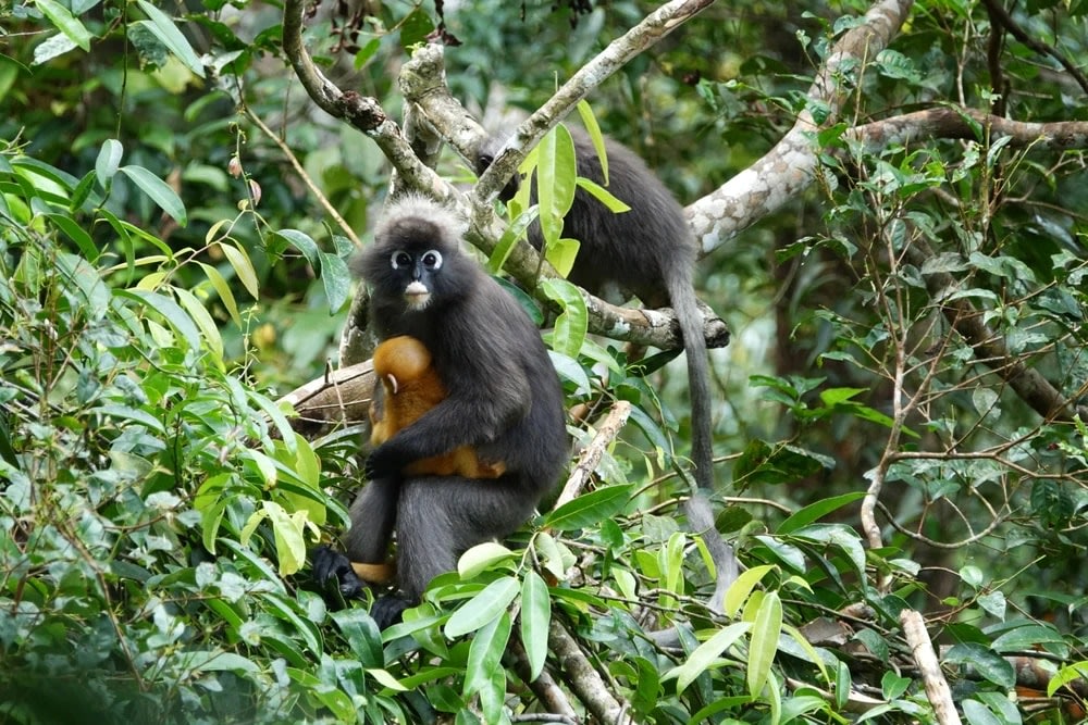 The Habitat Penang Hill, Malaysia (Chứng Nhận B Corp)
