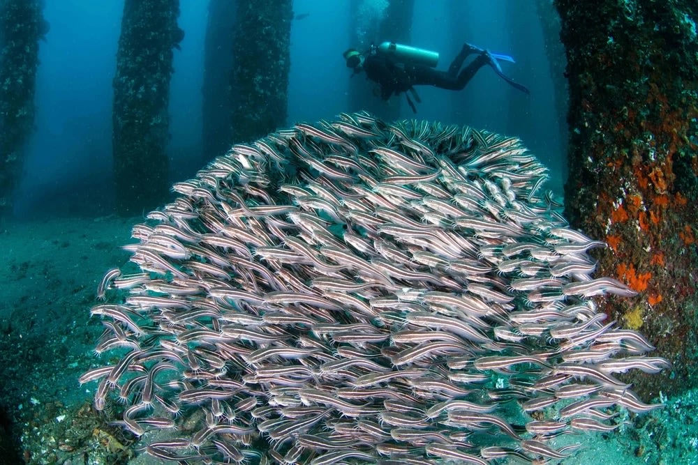 Trải Nghiệm Lặn Cùng PADI, Toàn Cầu (PADI Eco Center)