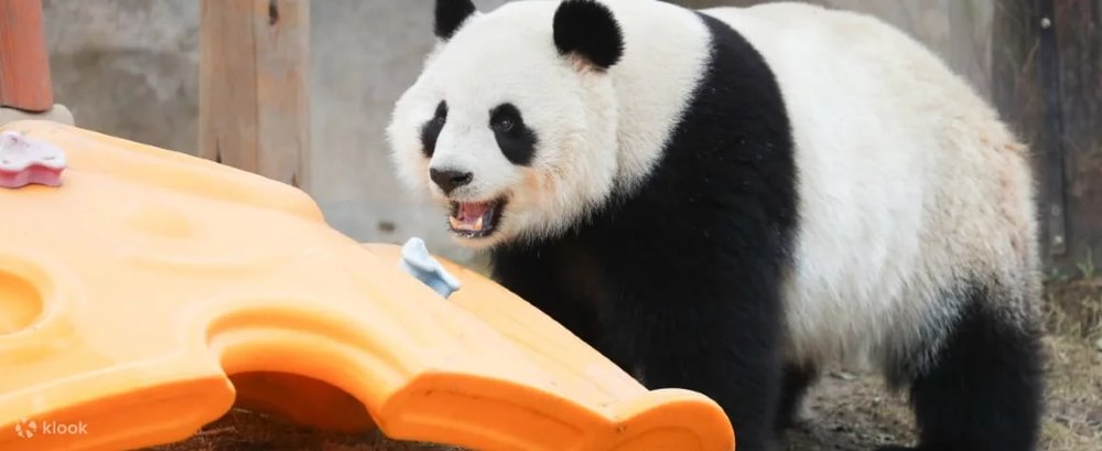 Chi Phí Vui Chơi & Giải Trí Ở Thượng Hải Bao Nhiêu?