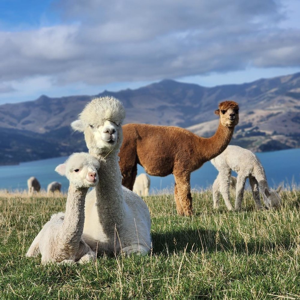 new zealand south island road trips