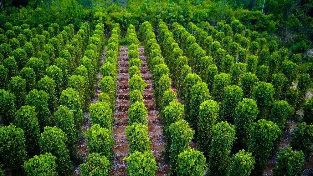 Vườn Tiêu Phú Quốc