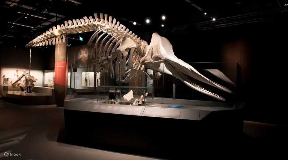 Lee Kong Chian Natural History Museum