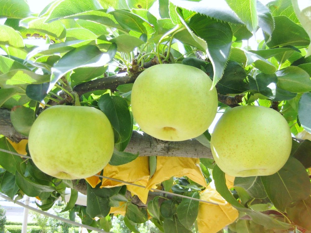 鳥取景點 鳥取美食 鳥取自由行
