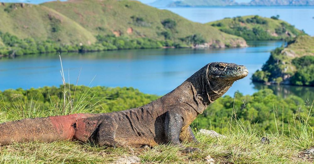 Labuan Bajo Indonesia - Komodo Island Hopping with Sunset Trip from Labuan Bajo