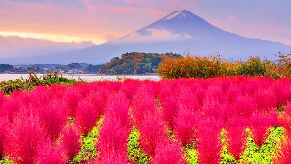 Hồ Kawaguchi - Ôm Trọn Khung Cảnh Nhật Bản Mùa Xuân