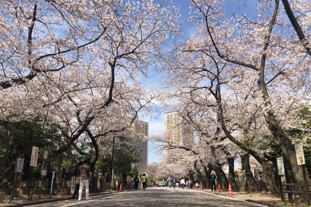 Hanami – Lễ Hội Ngắm Hoa Anh Đào