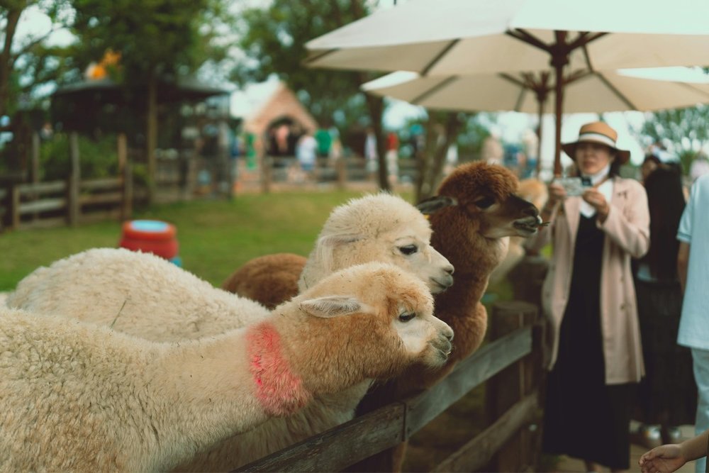 Vườn Thú ZooDoo Đà Lạt