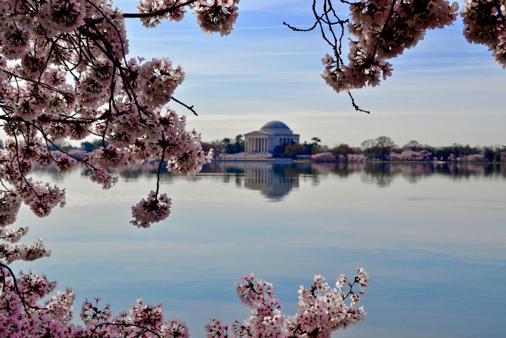 White building surrounded by cherry blossoms 
