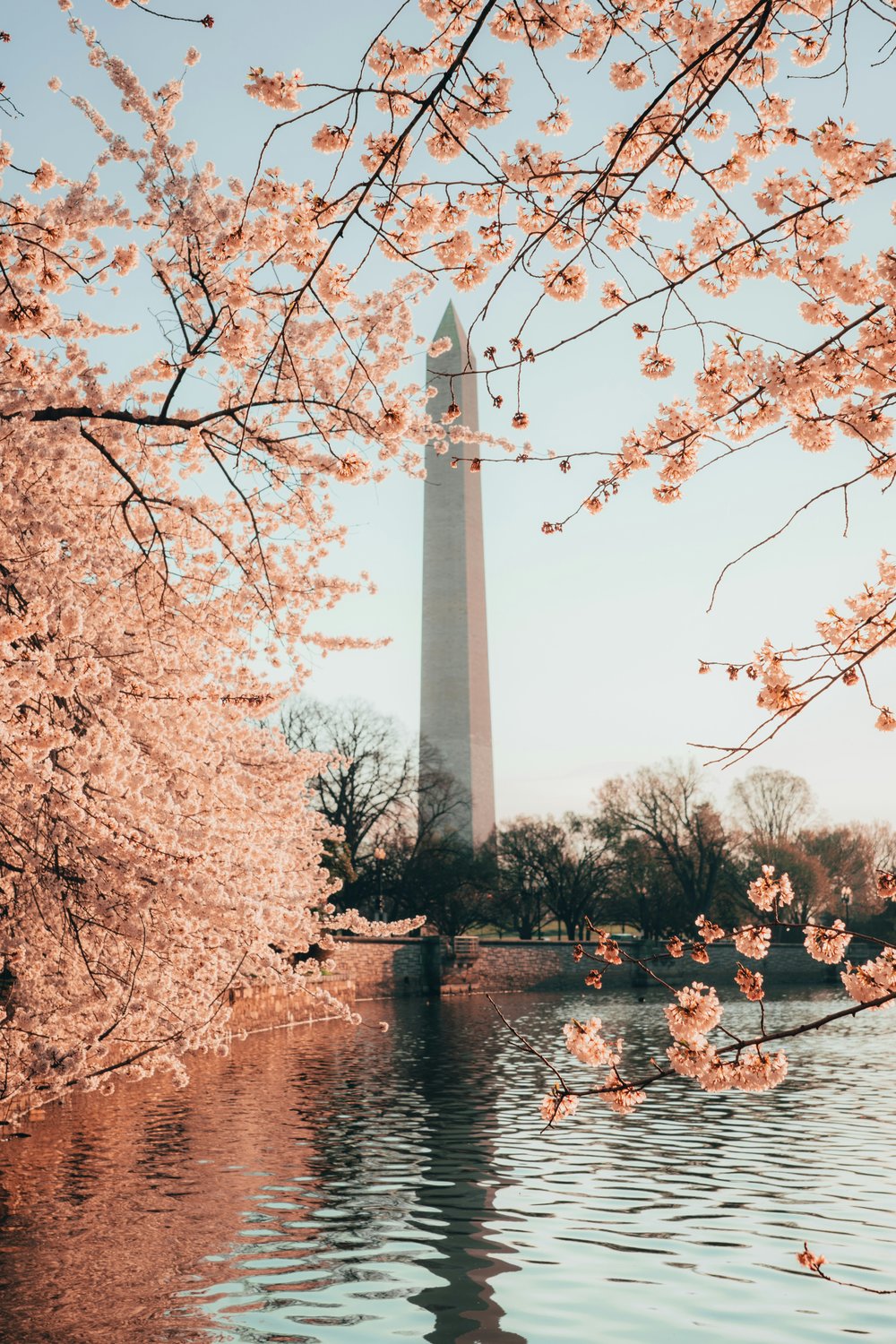 tall monument surrounded by cherry blossoms in front of a lake
