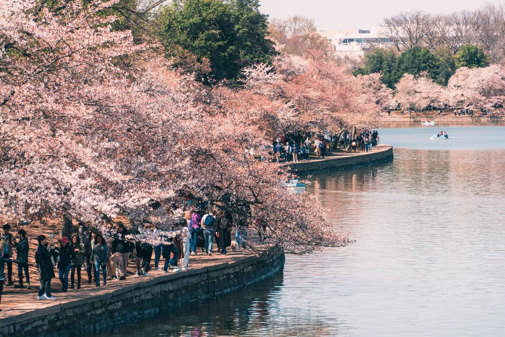 cherry blossom trees and people beside a lake