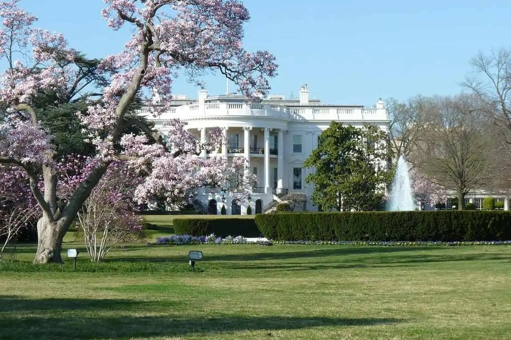 cherry blossom trees in front of the white house