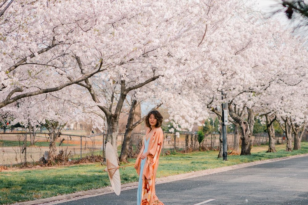 Woman with a Japanese umbrella standing on the road in front of cherry blossom trees