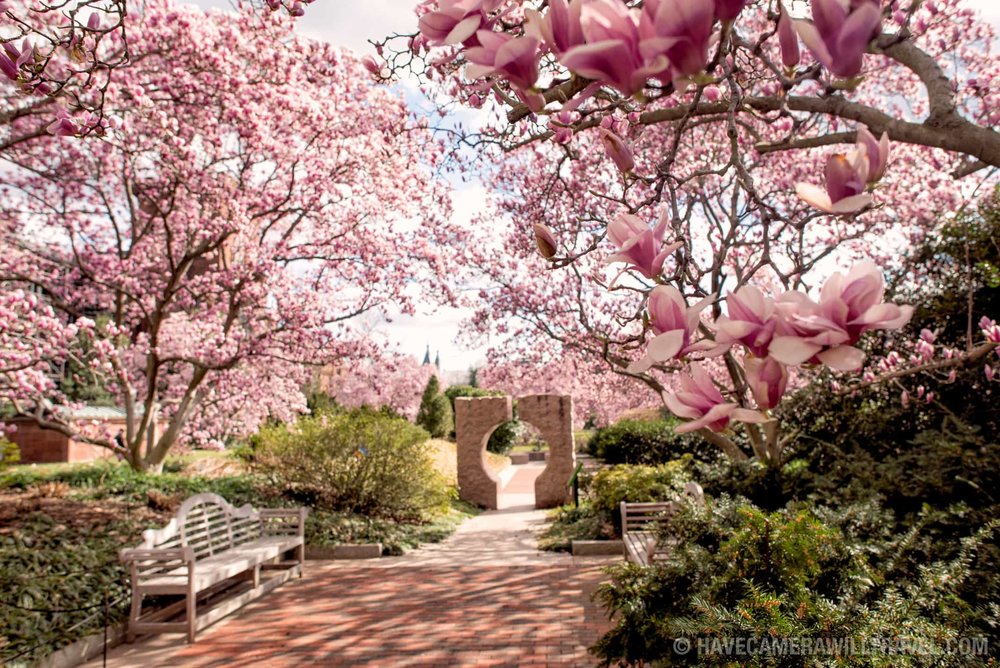 park with cherry blossoms in full bloom