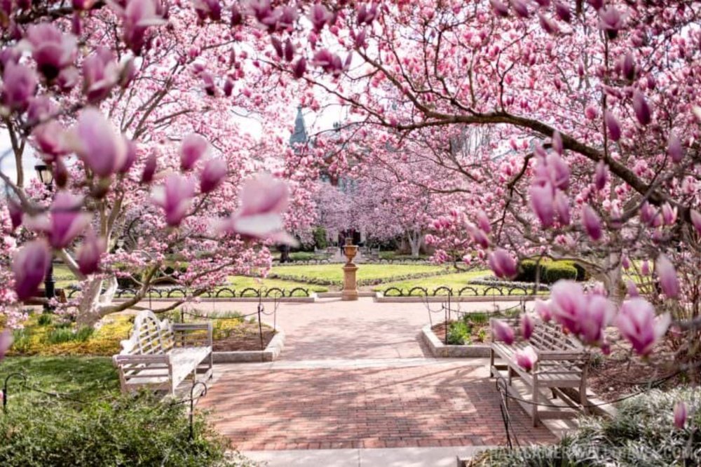 park center framed by cherry blossom trees in full bloom