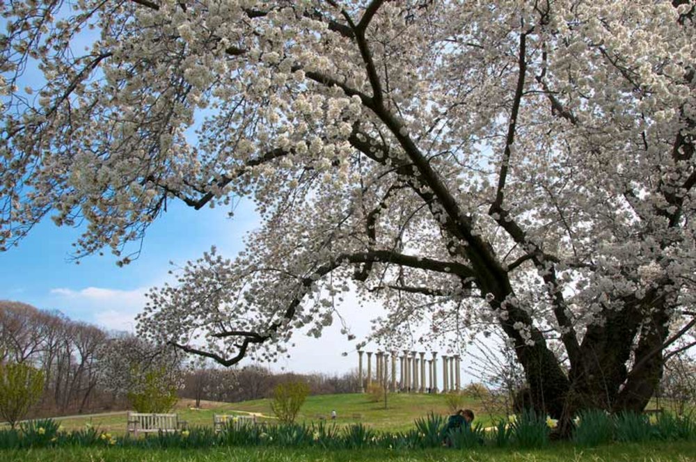cherry blossom trees in a park