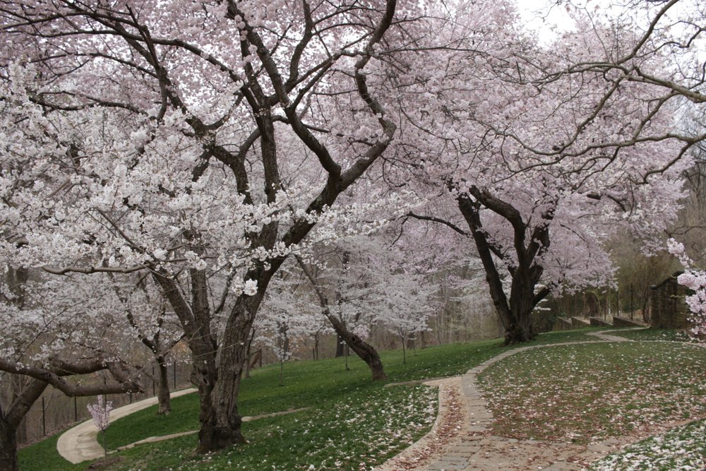 Cherry blossom trees in a park
