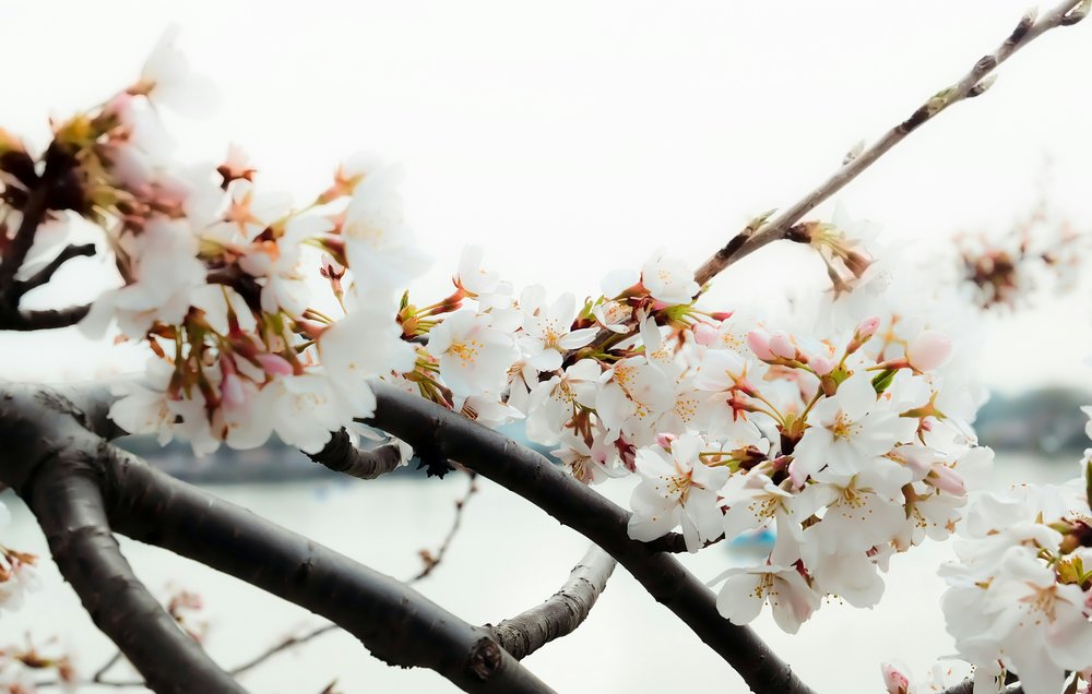 Closeup Cherry blossoms