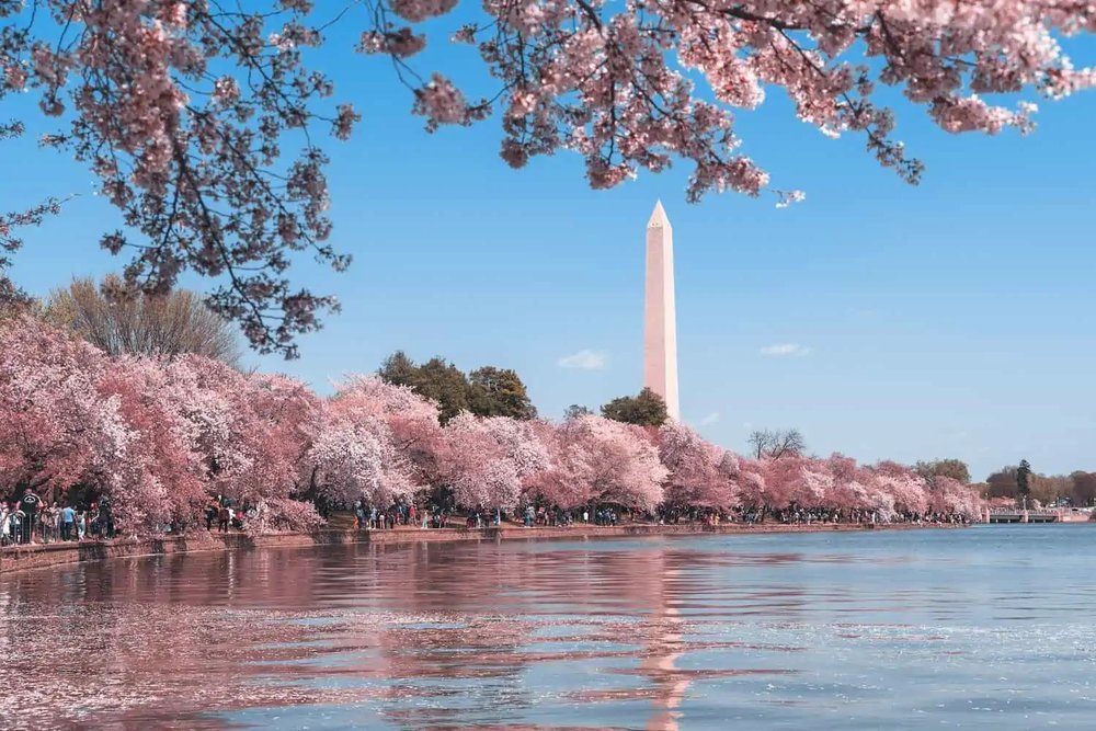 Tall monument in front of lake and cherry blossoms