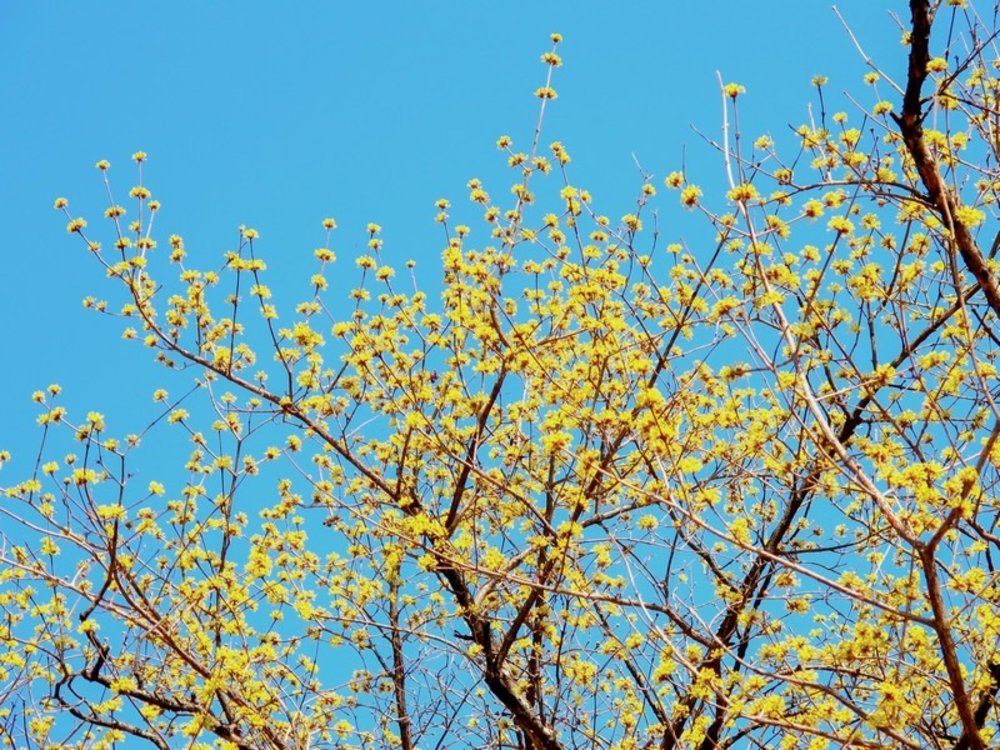 du-lich-han-quoc-mua-xuan