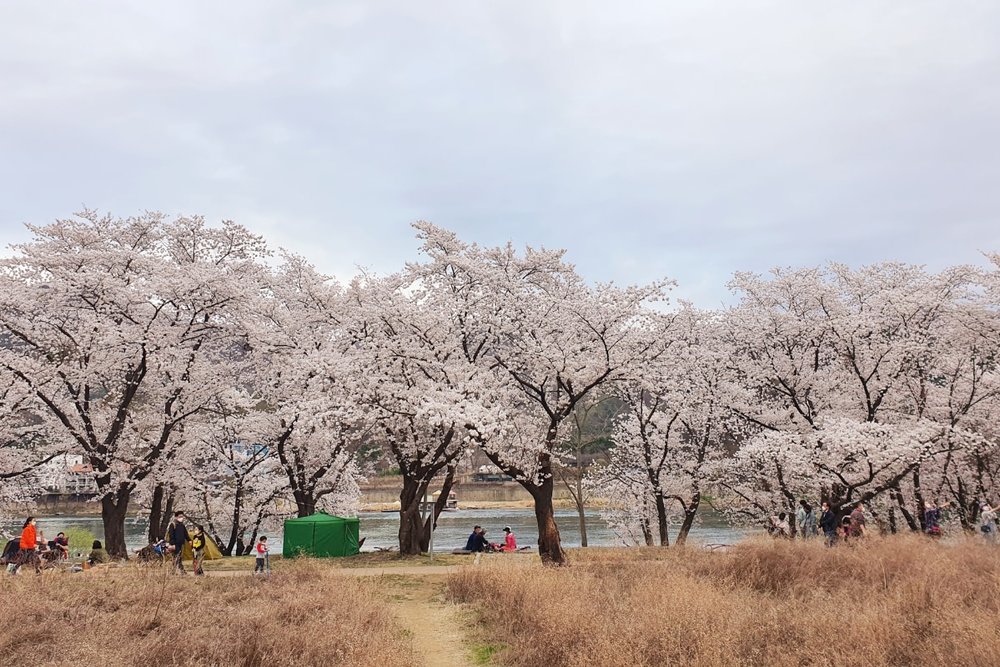 Thời Tiết Mùa Xuân Hàn Quốc Như Thế Nào?