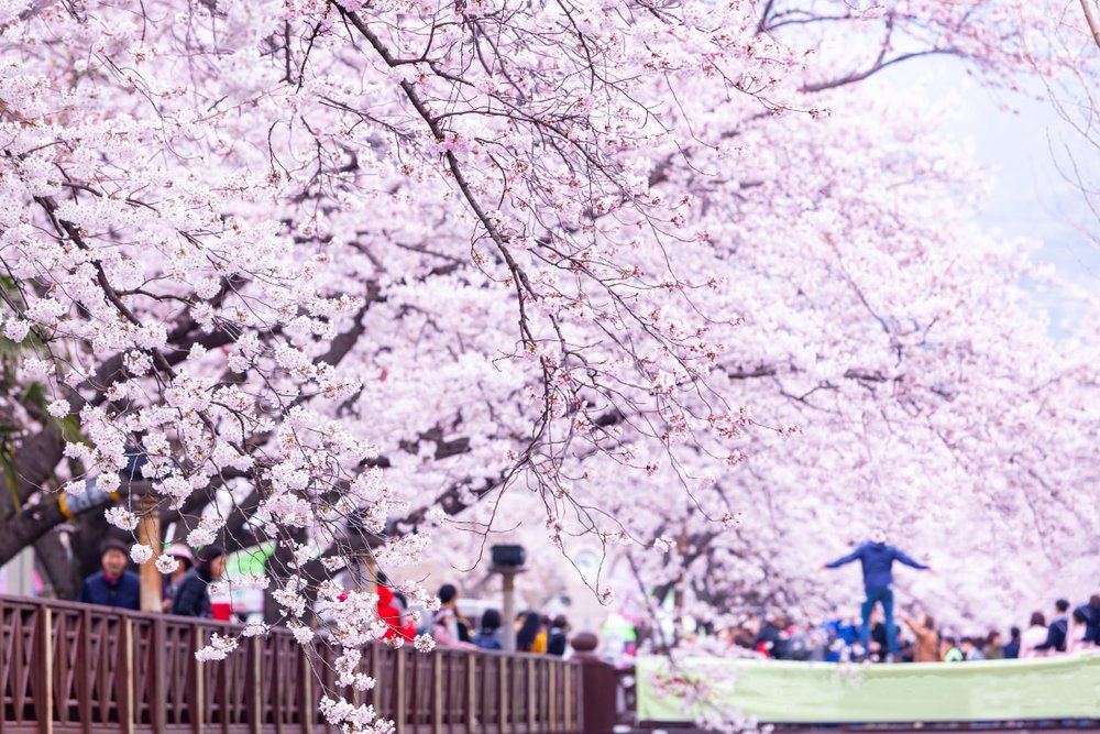 Lễ hội Hoa Anh Đào Jinhae (Jinhae Gunhangje)