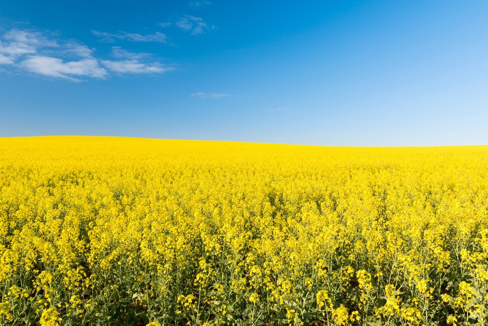  Lễ hội Hoa Cải Dầu Jeju (Jeju Canola Flower Festival)