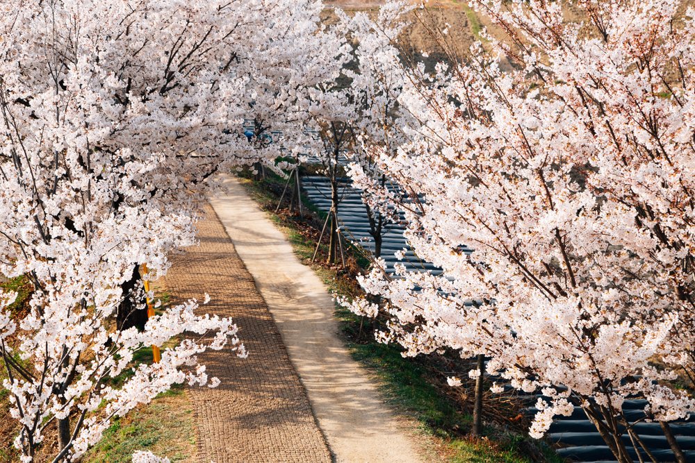  Lễ hội Chợ Hoa Gwangyang Maehwa