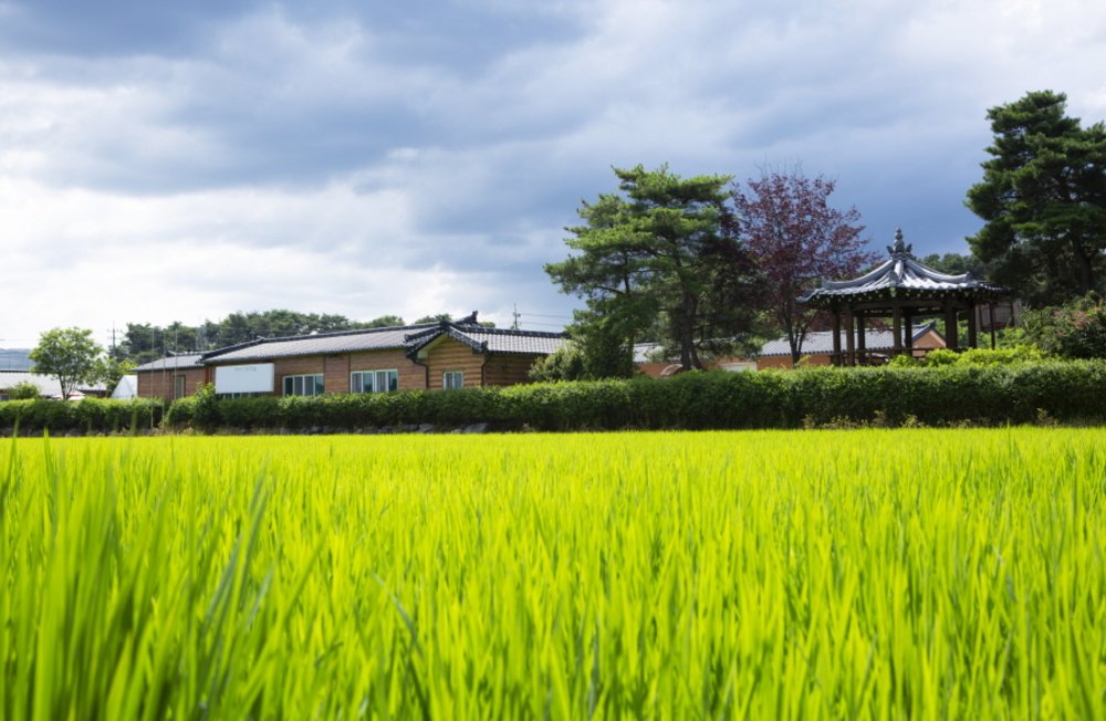 field of green grass with a house in the background