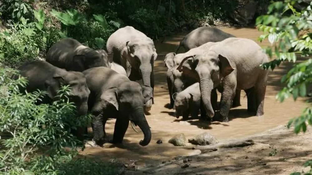 Thung Lũng Voi Hoang Dã - Tây Song Bản Nạp, Vân Nam