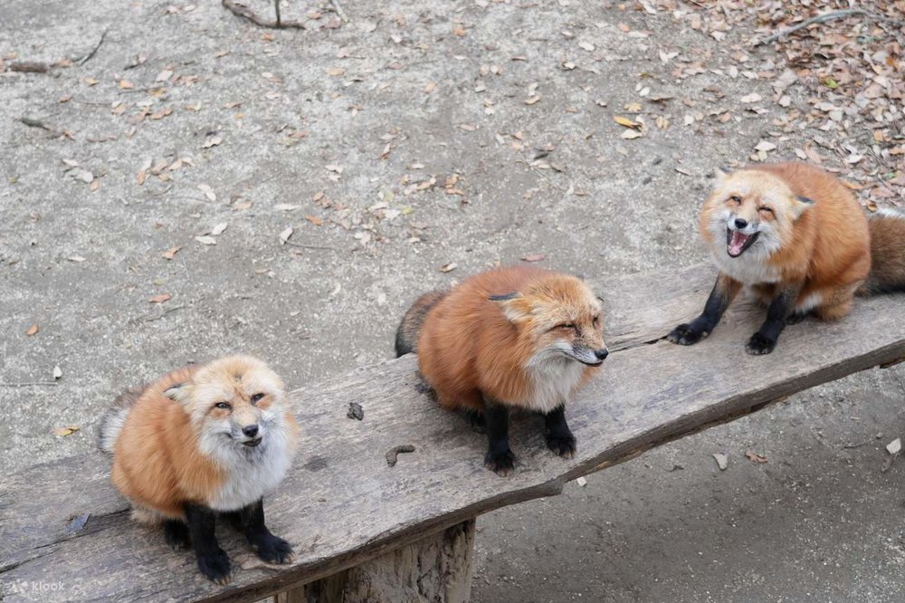 Làng Cáo Zao - Miyagi, Nhật Bản