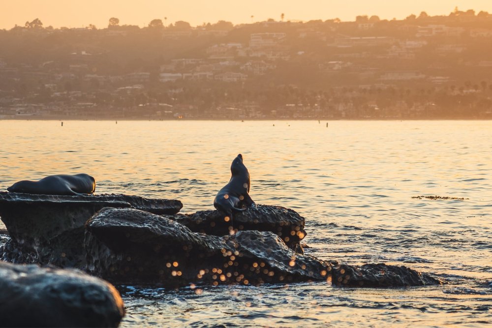 Vịnh La Jolla Shores