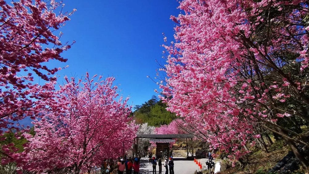Làng Smangus - Tân Trúc, Đài Loan