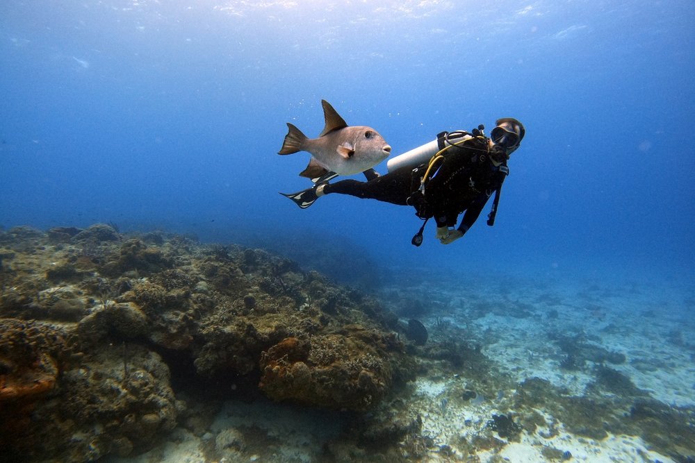 Lặn Biển Ở Point Loma