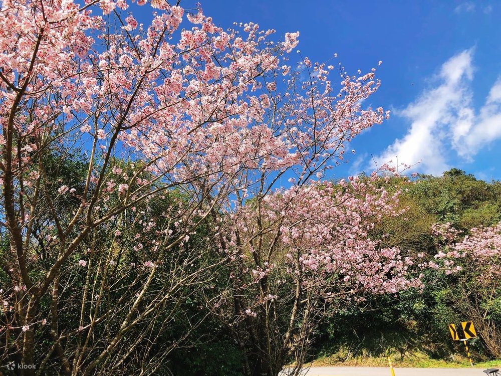 Có Nên Đi Đài Loan Vào Tết Nguyên Đán?