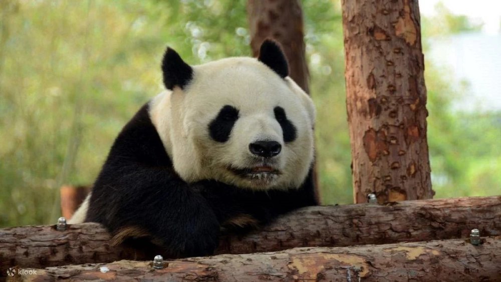 Sở Thú Bắc Kinh