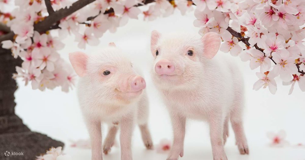 Thời Trang & Ẩm Thực Độc Đáo Ở Đường Takeshita