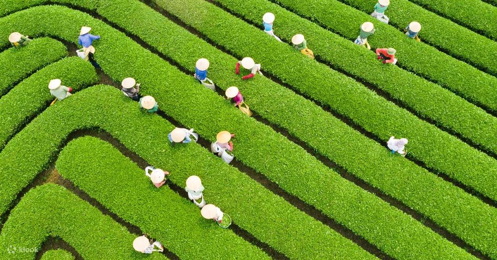 Cao Nguyên Mộc Châu - Sơn La