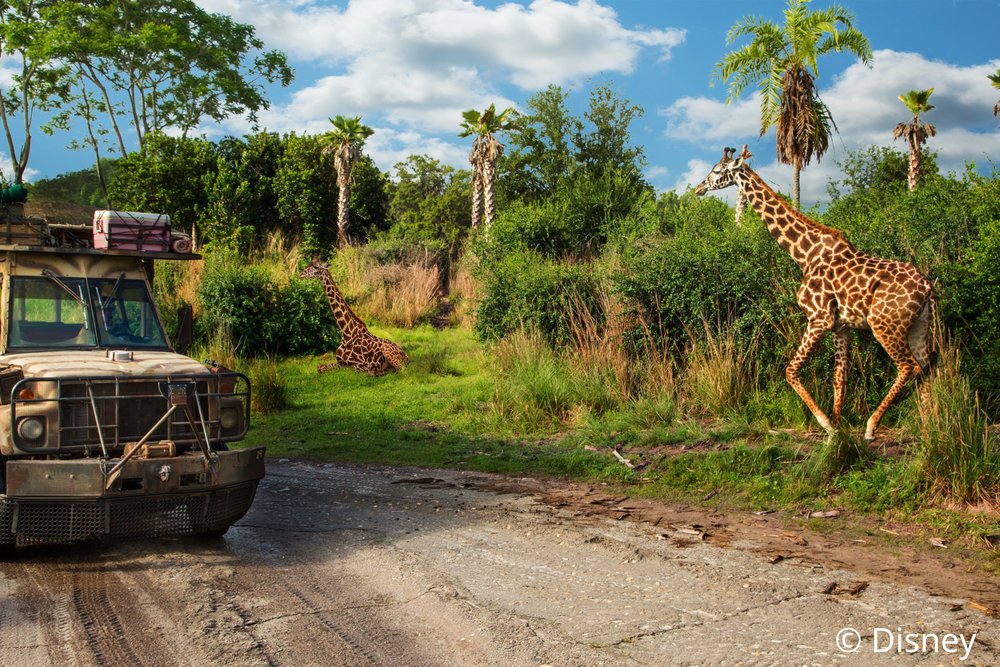 奧蘭多迪士尼｜吉力馬札羅山歷險（Kilimanjaro Safaris）